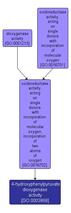 GO:0003868 - 4-hydroxyphenylpyruvate dioxygenase activity (interactive image map)