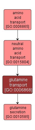 GO:0006868 - glutamine transport (interactive image map)