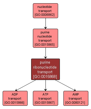 GO:0015868 - purine ribonucleotide transport (interactive image map)