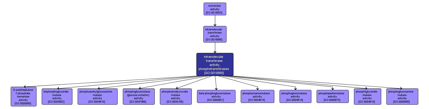 GO:0016868 - intramolecular transferase activity, phosphotransferases (interactive image map)