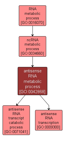 GO:0042868 - antisense RNA metabolic process (interactive image map)