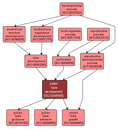 GO:0048868 - pollen tube development (interactive image map)