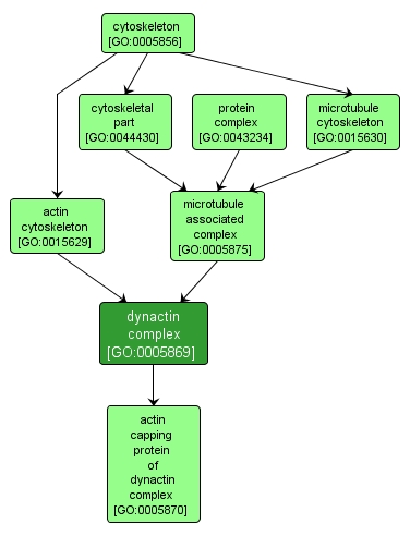 GO:0005869 - dynactin complex (interactive image map)