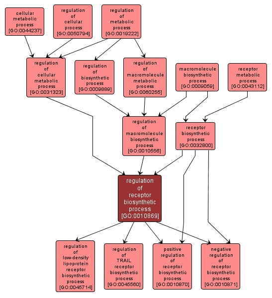 GO:0010869 - regulation of receptor biosynthetic process (interactive image map)