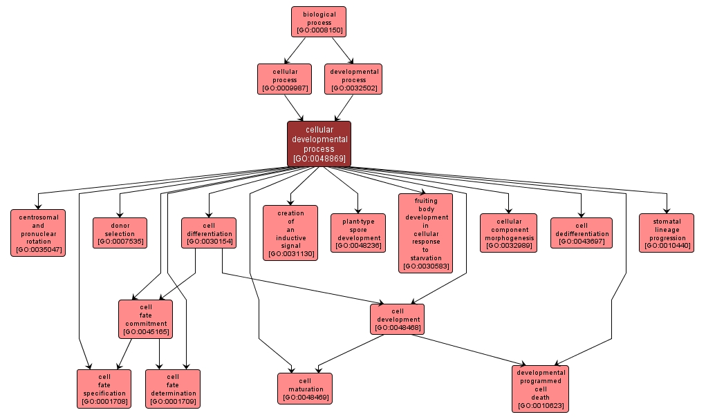 GO:0048869 - cellular developmental process (interactive image map)