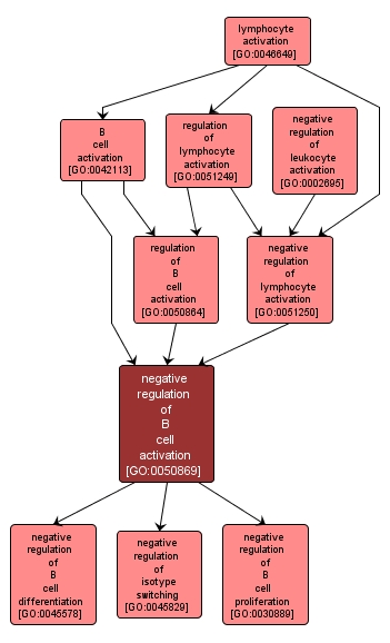 GO:0050869 - negative regulation of B cell activation (interactive image map)