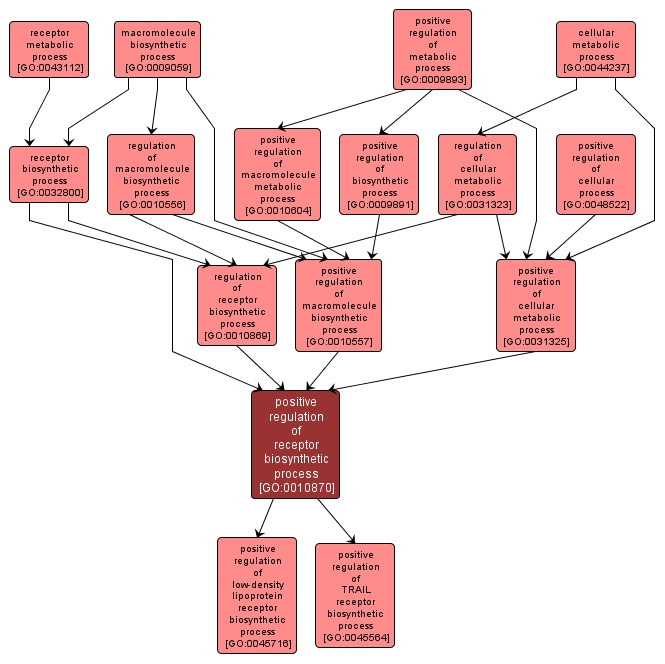 GO:0010870 - positive regulation of receptor biosynthetic process (interactive image map)