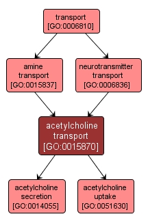GO:0015870 - acetylcholine transport (interactive image map)