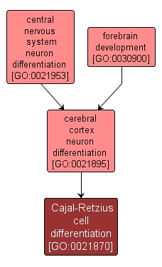 GO:0021870 - Cajal-Retzius cell differentiation (interactive image map)