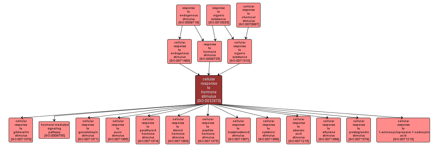 GO:0032870 - cellular response to hormone stimulus (interactive image map)