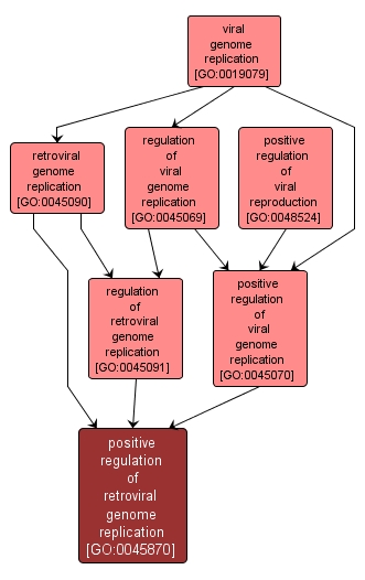 GO:0045870 - positive regulation of retroviral genome replication (interactive image map)