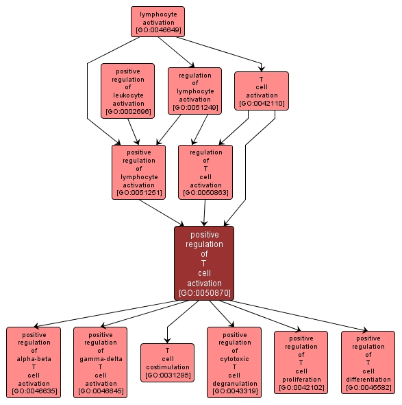 GO:0050870 - positive regulation of T cell activation (interactive image map)