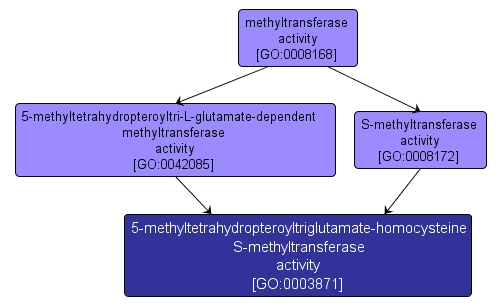 GO:0003871 - 5-methyltetrahydropteroyltriglutamate-homocysteine S-methyltransferase activity (interactive image map)