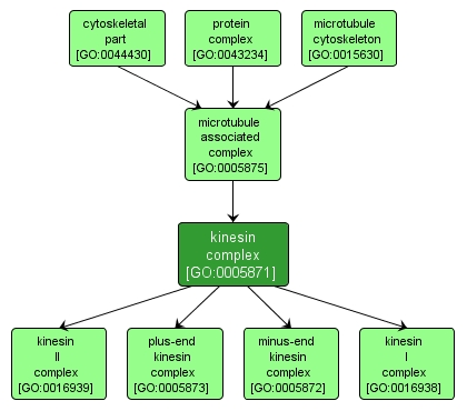 GO:0005871 - kinesin complex (interactive image map)