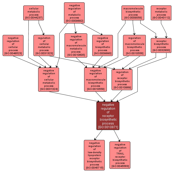 GO:0010871 - negative regulation of receptor biosynthetic process (interactive image map)