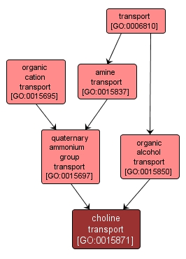 GO:0015871 - choline transport (interactive image map)