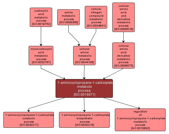 GO:0018871 - 1-aminocyclopropane-1-carboxylate metabolic process (interactive image map)