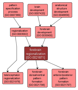 GO:0021871 - forebrain regionalization (interactive image map)