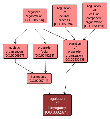 GO:0032871 - regulation of karyogamy (interactive image map)