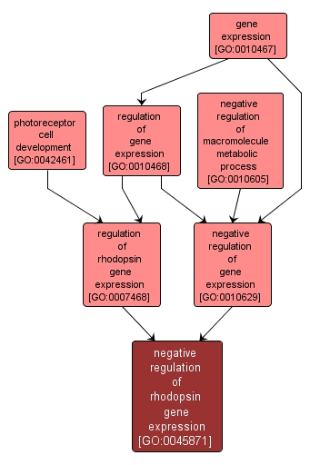 GO:0045871 - negative regulation of rhodopsin gene expression (interactive image map)