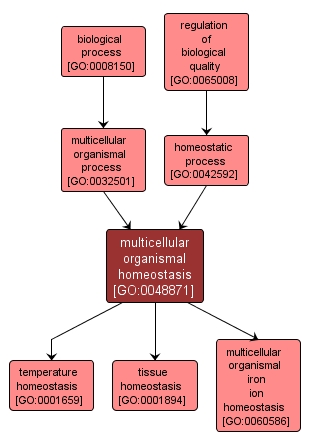 GO:0048871 - multicellular organismal homeostasis (interactive image map)