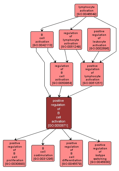 GO:0050871 - positive regulation of B cell activation (interactive image map)