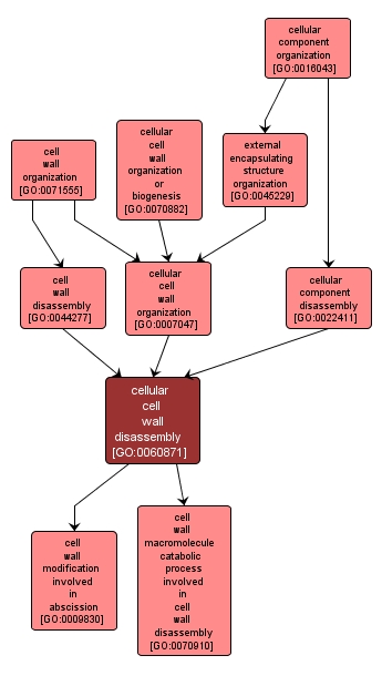 GO:0060871 - cellular cell wall disassembly (interactive image map)