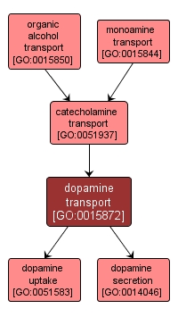 GO:0015872 - dopamine transport (interactive image map)