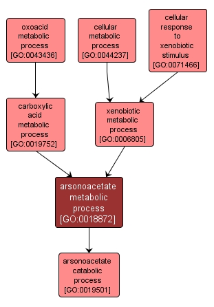 GO:0018872 - arsonoacetate metabolic process (interactive image map)