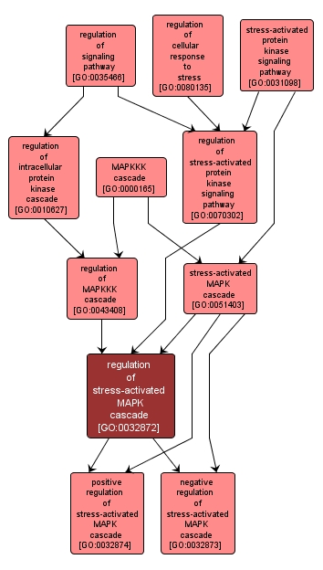 GO:0032872 - regulation of stress-activated MAPK cascade (interactive image map)