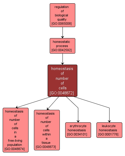 GO:0048872 - homeostasis of number of cells (interactive image map)