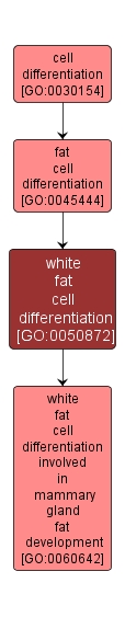 GO:0050872 - white fat cell differentiation (interactive image map)