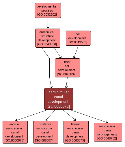 GO:0060872 - semicircular canal development (interactive image map)