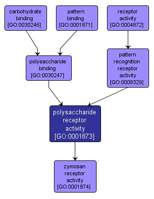 GO:0001873 - polysaccharide receptor activity (interactive image map)