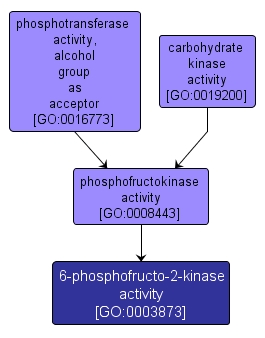 GO:0003873 - 6-phosphofructo-2-kinase activity (interactive image map)