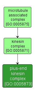 GO:0005873 - plus-end kinesin complex (interactive image map)