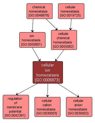 GO:0006873 - cellular ion homeostasis (interactive image map)