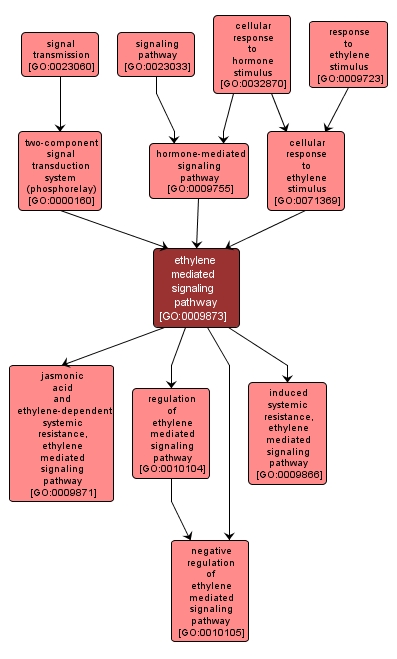 GO:0009873 - ethylene mediated signaling pathway (interactive image map)