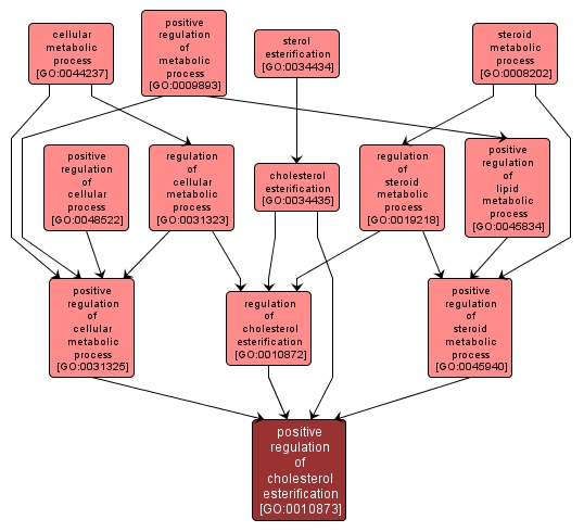 GO:0010873 - positive regulation of cholesterol esterification (interactive image map)