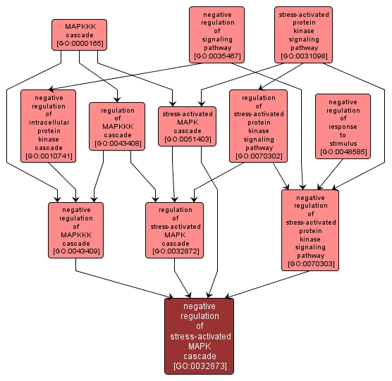 GO:0032873 - negative regulation of stress-activated MAPK cascade (interactive image map)