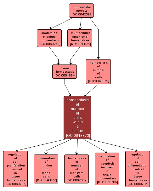 GO:0048873 - homeostasis of number of cells within a tissue (interactive image map)