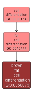 GO:0050873 - brown fat cell differentiation (interactive image map)