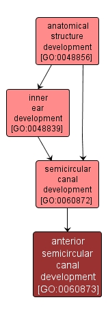 GO:0060873 - anterior semicircular canal development (interactive image map)