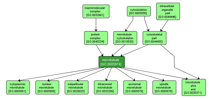 GO:0005874 - microtubule (interactive image map)