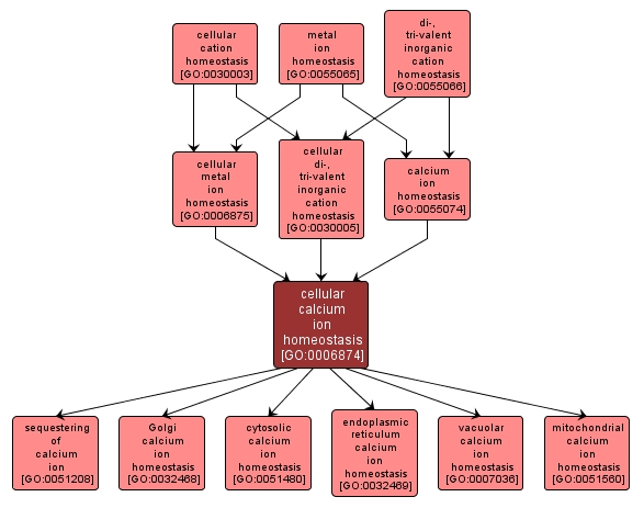 GO:0006874 - cellular calcium ion homeostasis (interactive image map)
