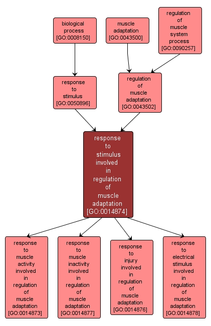 GO:0014874 - response to stimulus involved in regulation of muscle adaptation (interactive image map)