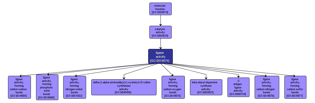 GO:0016874 - ligase activity (interactive image map)