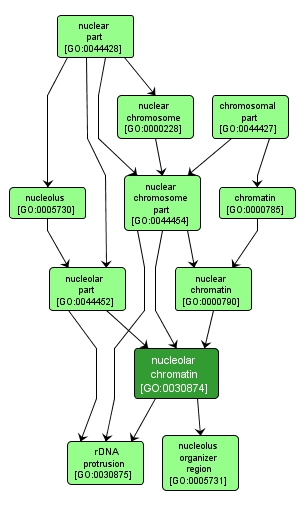 GO:0030874 - nucleolar chromatin (interactive image map)