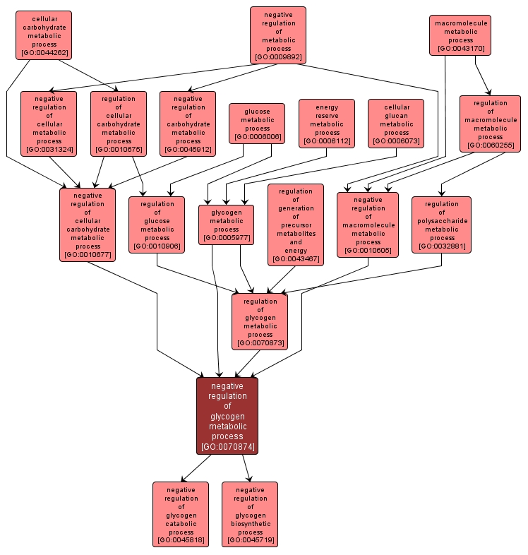 GO:0070874 - negative regulation of glycogen metabolic process (interactive image map)