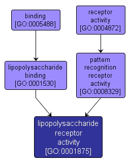 GO:0001875 - lipopolysaccharide receptor activity (interactive image map)